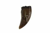 Serrated, Theropod (Raptor) Tooth - Montana #97400-2